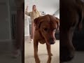 Ricky love to dance #shorts #funny  #fypシ゚ #foryou #viralvideo  #tiktok #dog