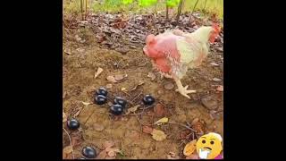 Amazing hen \u0026 black eggs 🥚🐣 SUBSCRIBE CHANNEL FOR MORE AMAZING VIDEOS