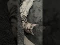 アメリカンショートヘアーちりめん眠い💤 猫 cat 猫のいる暮らし アメリカンショートヘア cat