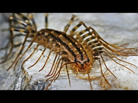Why You Should Not Kill House Centipedes Why You Should Not Kill House Centipedes