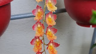 My Howeara Lava Burst. Up close it looks like each flower has eyes.