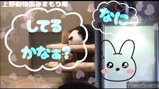 『シャンシャン♡にシャンシャァーン♡と呼んでみた(静かにね(*ﾉω・*))』上野動物園みまもり隊☆パトロール記録