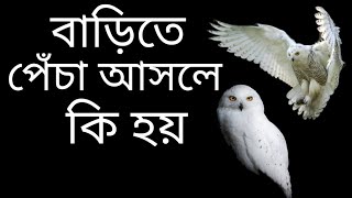 বাড়ির ছাদে বা বারান্দায় পেঁচা বসলে কি হয়/barir chhade ba barandai pencha basle ki hoy/vfj