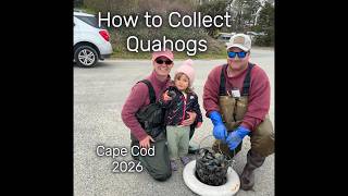 How to Collect Quahogs on Cape Cod: A Beginner's Guide