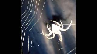 WOW, Spider weaving its net. ചിലന്തി വല കെട്ടുന്നത് കണ്ടിട്ടുണ്ടോ ? ഇല്ലെങ്കിൽ ഇതാ കണ്ടോളു !!!!!