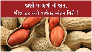 Groundnut cultivation - Seed rate, variety and spacing | મગફળી જાત અને વાવેતર અંતર । #AgroStar ।