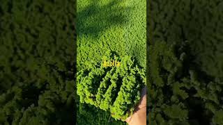 #azolla for native chicken feed good protein source