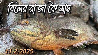 এমন বড় সাইজের বিলের রাজা কৈ মাছ ঢাকা দোহারের বিখ্যাত পল্লী বাজারেই পাওয়া যায় | Today Fish Price 🐟