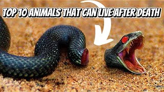 Top 10 Animals That Can Live After Death
