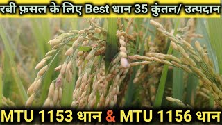 रबी के लिए MTU 1156 और MTU 1153 सबसे Best धान