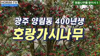 양림동 호랑가시나무(수령 400년), 숲 전문 HORIM-TV