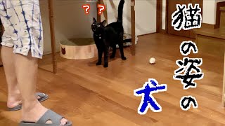 父ちゃんが大好きな犬みたいな猫