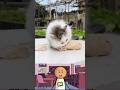 Kucing bernasib apes#shorts #info #viralvideo