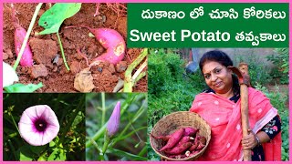 Sweet Potato Harvesting/Natural healthy food/Moram gadda/ Rathnapuri gadda/ organic gardening