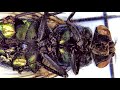 common green bottle fly close up microscope video hd 1080p green metallic colored body flies