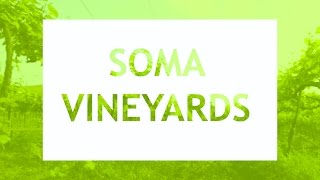 Soma Vine Village | Soma Vineyards  | Nashik.