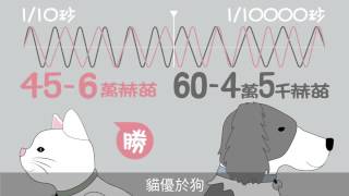 【圖解新聞】貓狗比一比　誰比較厲害？