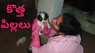 కొత్త పిల్లలు కొత్త కుటుంబం 🐕7993650049🙏#dogslife#dogsfunnyvideos#feedingdogs