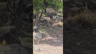 Baby Wallaby following her mom #wallaby #wildlife #animals #cute