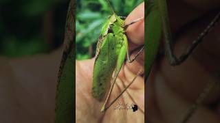 malaysian giant carnivorous grasshopper #insects