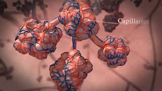 Gas Exchange in the Lung: How air gets from the outside environment into our body