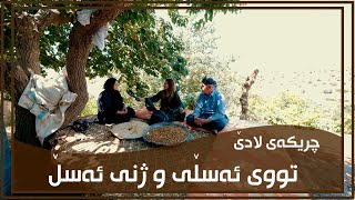 باسی ژیانی هاوژینی خۆیان ده‌كه‌ن به‌ده‌م خواردنی تووی ئه‌سڵی گوندی شیرێ