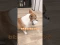 ラムちゃんは軍手が大好き corgilum corgi コーギー コーギーラムちゃん コーギー犬 コーギー子犬