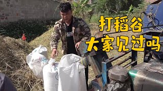 The rice that Lao Fei cut back yesterday was pulled into the village for threshing today