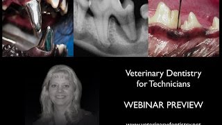 FREE Webinar Preview: Veterinary Dentistry for Technicians