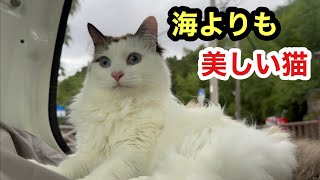 海を見せたかったのに美猫すぎて見惚れてしまう動画になってしまった