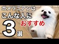 ポメラニアンを飼うにはどのような人が向いているのかベスト３！結局は可愛いんですよね♪