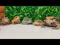 Too lively frog meal！toad&frog. rana y sapo. カエルとヒキガエル