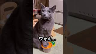 【ロシアンブルー】めろん最強のおねだり姿😅【猫】#shorts