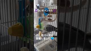 爪とぎパーチ💙#ういチャンネル #コザクラインコ #lovebirds #lovebird #爪とぎパーチ