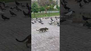 #cat # hunting pose pigeon 🤣🤣butmiss
