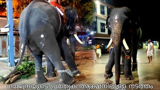 ഗജേന്ദ്രയുടെ പ്രത്യേക ആക്ഷനിലുള്ള നടത്തം ! Guruvayur gajendra elephant ! kerala elephant