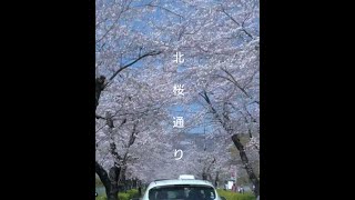 北桜通り　🌸　♪enjoyバージョン（満開の桜のトンネル）