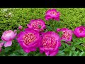 glorious rose peony and herb in the garden 2022