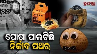 How a Pet Rock Turned into millions! | ଜାଣନ୍ତୁ କେମିତି ଗୋଟେ ନିର୍ଜିବ ବସ୍ତୁ  ପାଲଟିଲା ପୋଷା ଓ ମୂଲ୍ୟବାନ