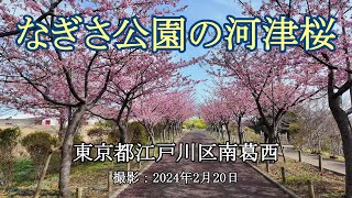 なぎさ公園の河津桜 [4K] Kawazu cherry blossoms in Nagisa Park