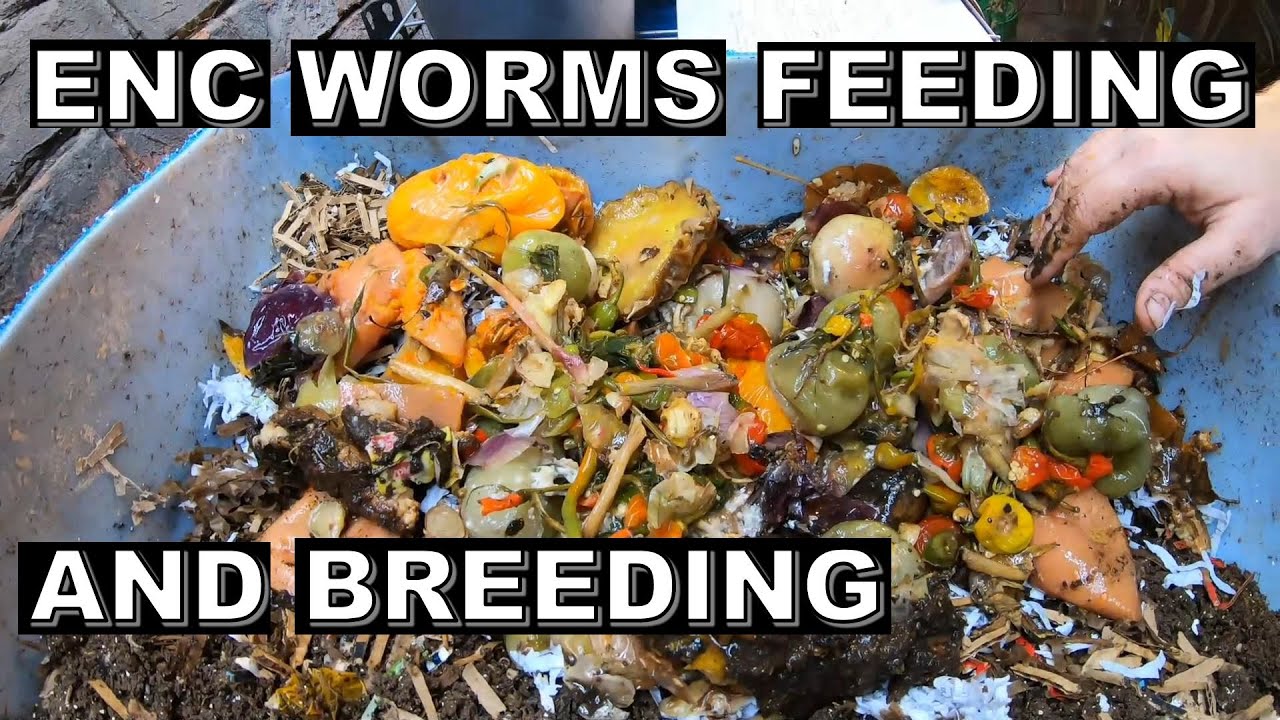 Compost Worm -Feeding, Breeding And Environment- European Nightcrawlers ...