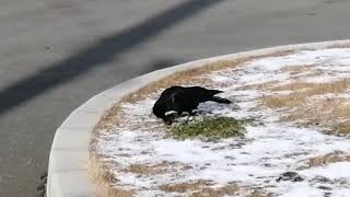 カラスが殻付きのくるみを食べることができるのか？　Can crow eat walnuts