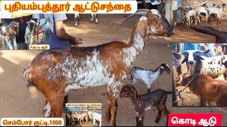 புதியம்புத்தூர் ஆட்டுசந்தை/29.12.2022 கொடி ஆடு Low Price's கன்னி ஆடு 💯