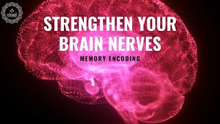 Hippocampus Brain | Expand Your Sensory Response | Memory Encoding | Strengthen Your Brain Nerves