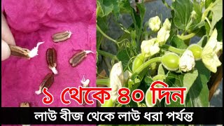 টবে লাউ চাষ পদ্ধতি লাউ বীজ থেকে চারা তৈরি ও লাউ গাছের পরিচর্যা, grow bottle gourd in pot