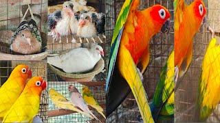 Sanconure and Love birds showing.and my farm update.