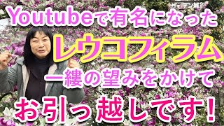 20230126　移植を嫌うレウコフィラムの　イチかバチかのお引越し(字幕あり）　協力：音葉造園　稲垣英作さん