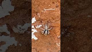 Gray Wall Jumper:These Kind of Wall Jumping Spiders Have Big Brains🕷🧠(Menemerus bivittatus)#shorts 🧿