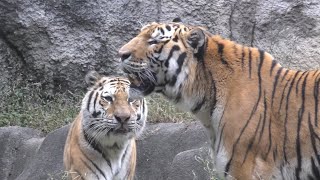 同居中のソーンくんとローラちゃん　顔をこすりつけあいます　【浜松市動物園】Amur tiger Son-kun Lora-chan Hamamatsu Zoo