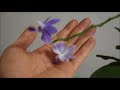 a good problem to have too many roots repotting my phalaenopsis purple martin orchid care tips